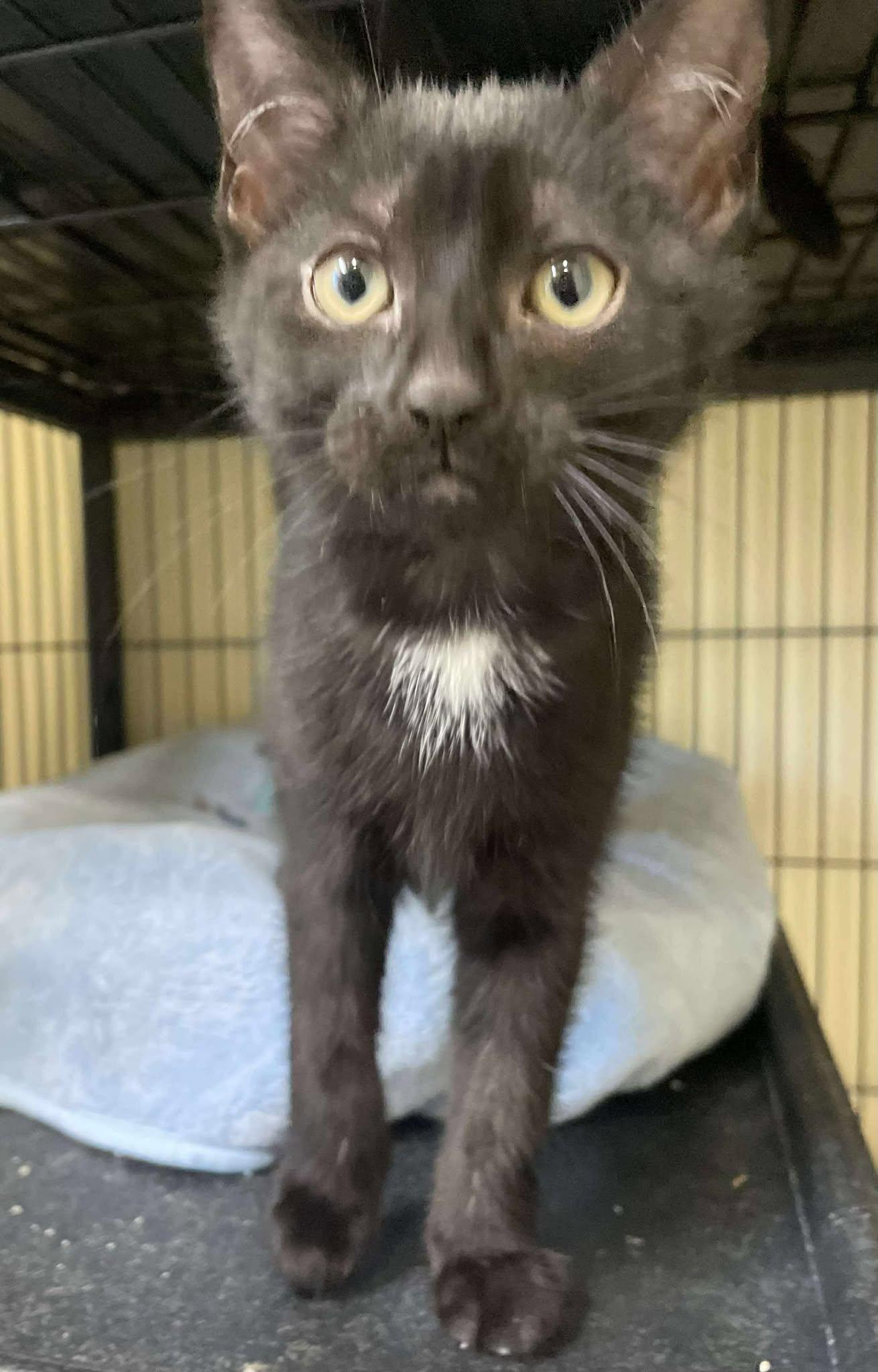 Lupin, an adoptable Domestic Short Hair in Arthurette, NB, E7H 4C2 | Photo Image 1