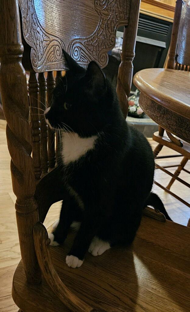 Enlarge Bany, a Adoptable Domestic Short Hair in Attalla, AL image 3/3