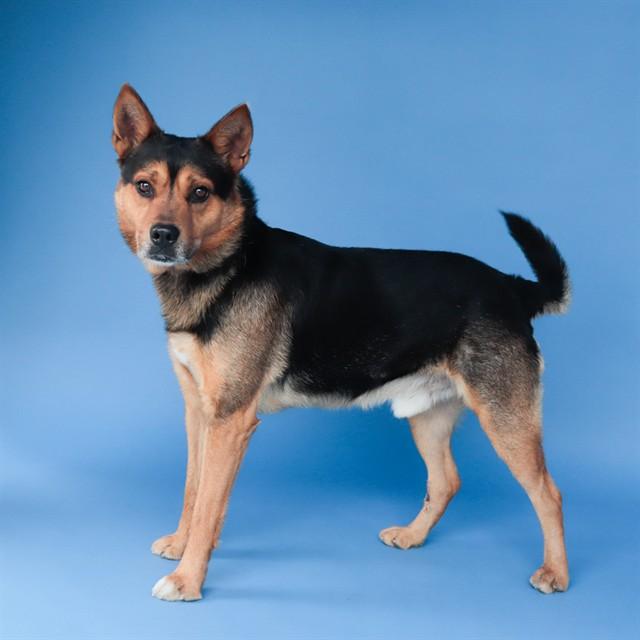 DINGO, Adoptable, Adult Male German Shepherd Dog & Mixed Breed.