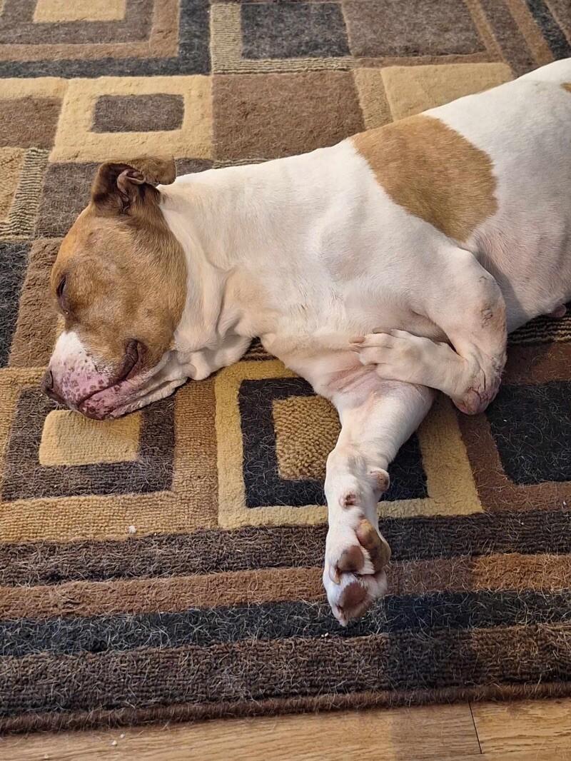 Conan, Adoptable, Young Male Pit Bull Terrier & Mixed Breed.