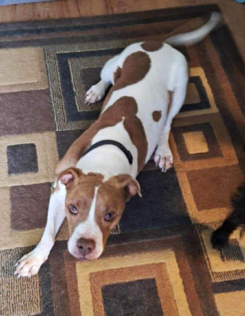 Conan, a Adoptable mixed breed in Windsor, CO image 2/3