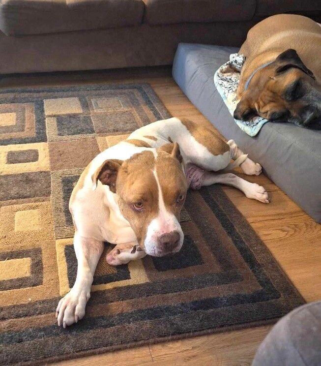 Conan, a Adoptable mixed breed in Windsor, CO image 3/3