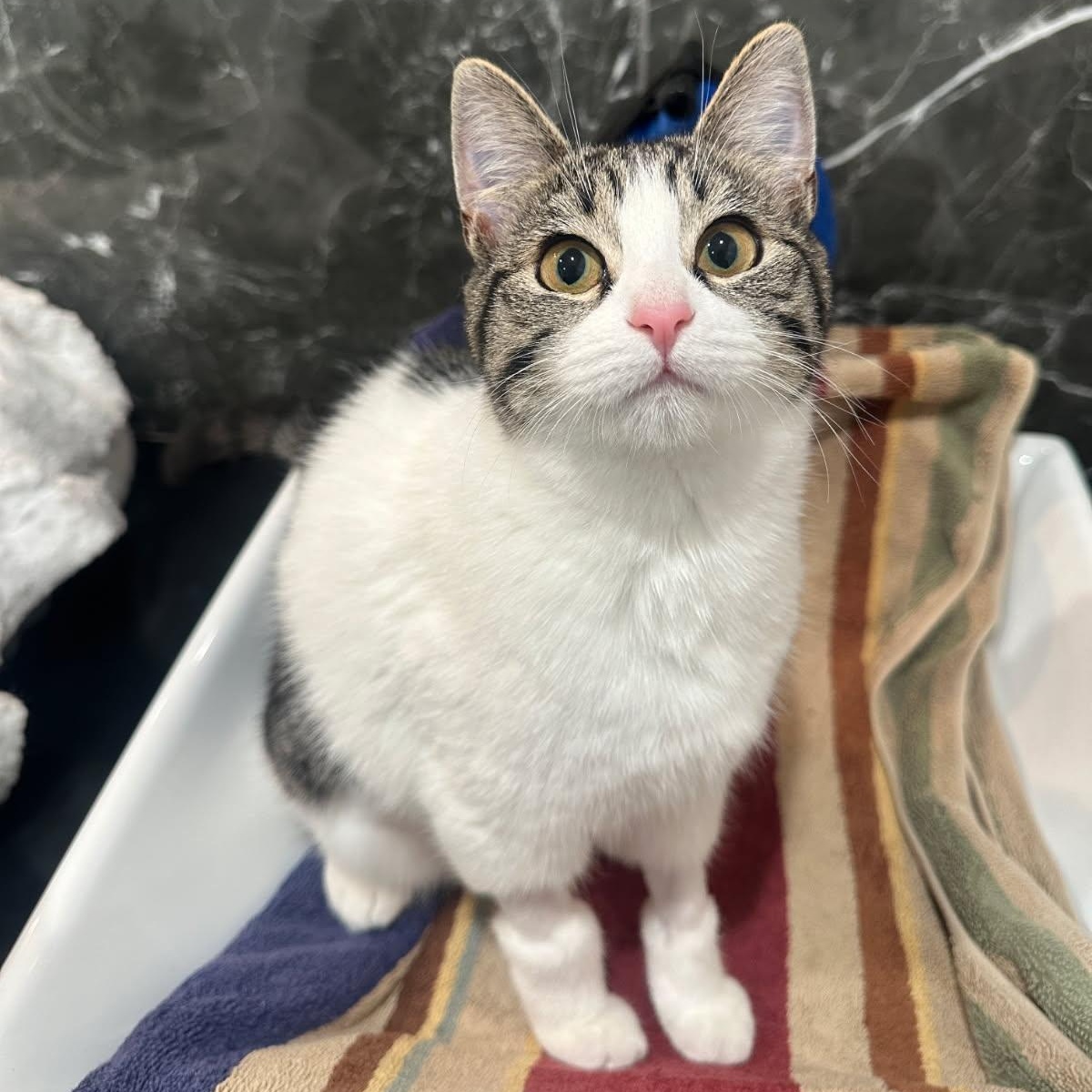 Pickles , adopted, Kitten Female Tabby.