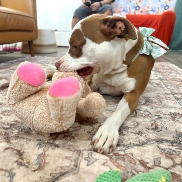 Bo Beautiful Boy — thumbnail 3