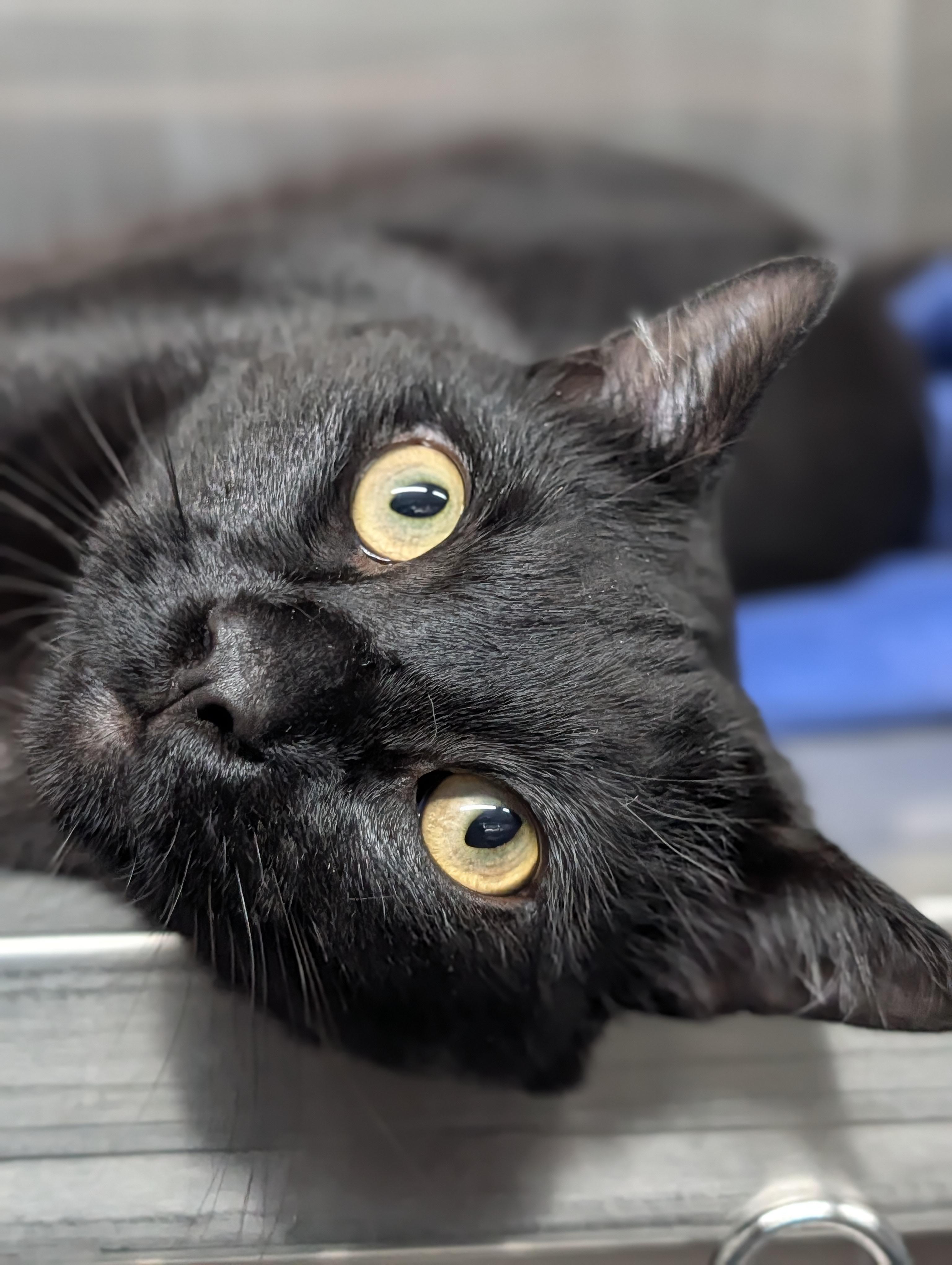 Enlarge Link, a ADOPTABLE mixed breed in Plainfield, NJ image 2/2