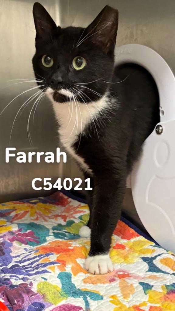 Enlarge Farrah, a Adoptable mixed breed in Clarksville, TN image 1/2