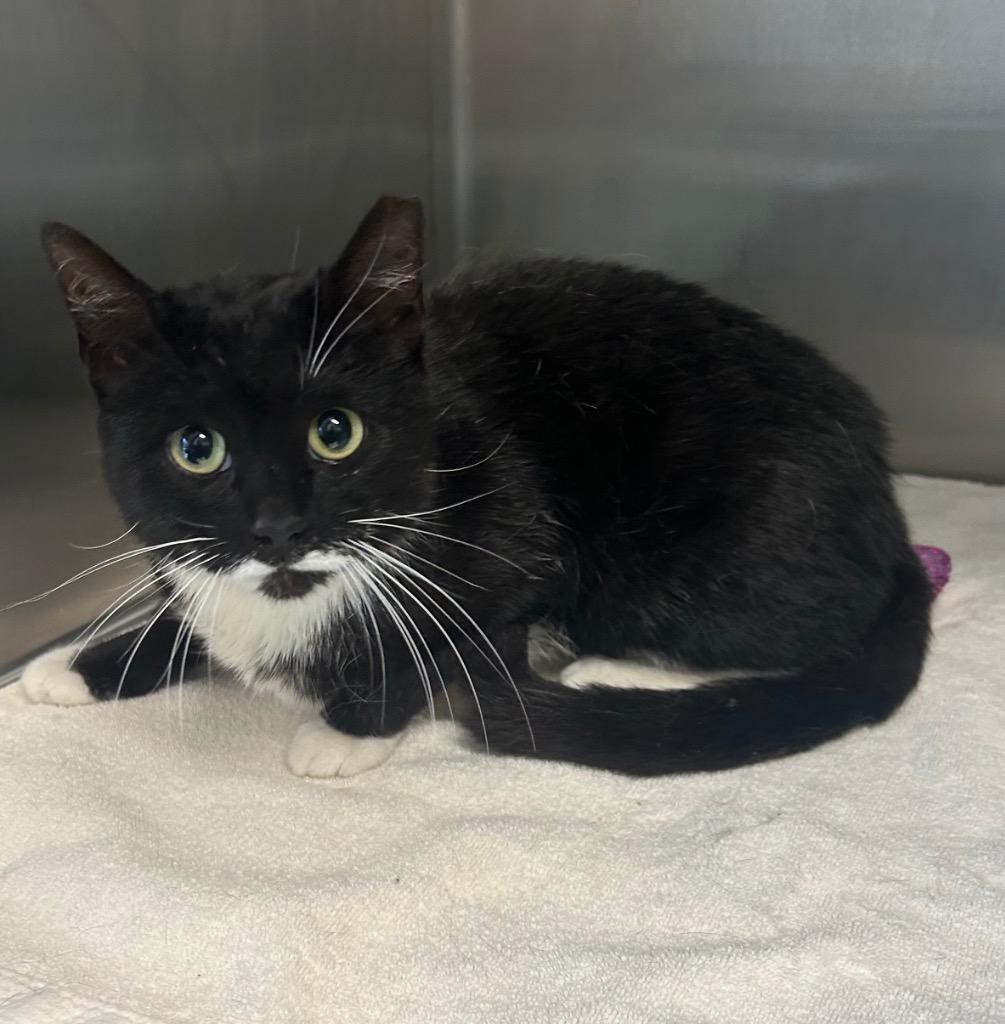 Enlarge Farrah, a Adoptable mixed breed in Clarksville, TN image 2/2