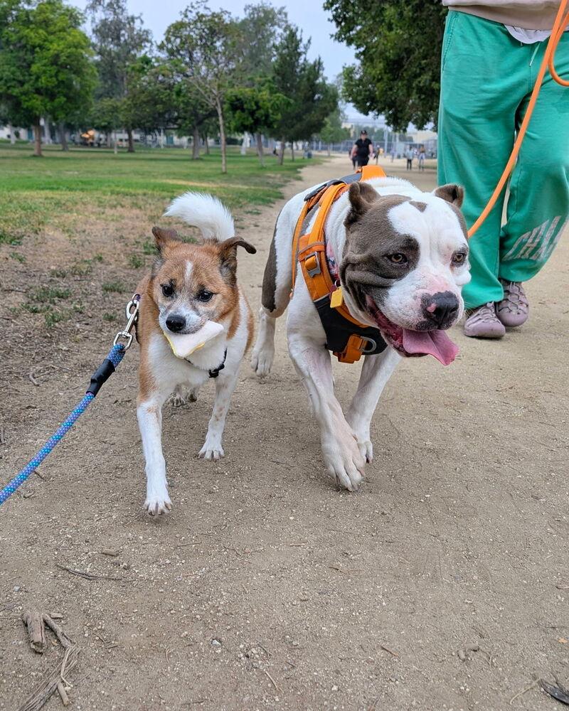 Butterball, a Adoptable mixed breed in los angeles, CA image 1/2