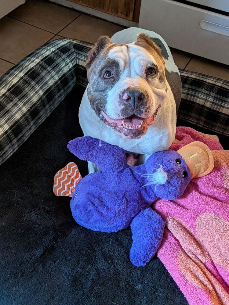 Butterball, a Adoptable mixed breed in los angeles, CA image 2/2