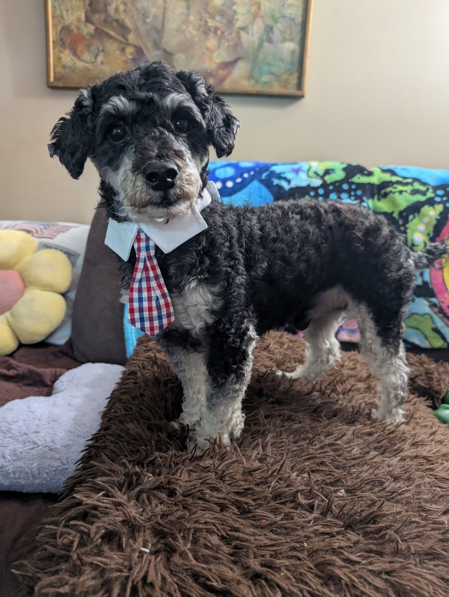 Otis 4yr Adopted, Adopted, Young Male Poodle (Toy).