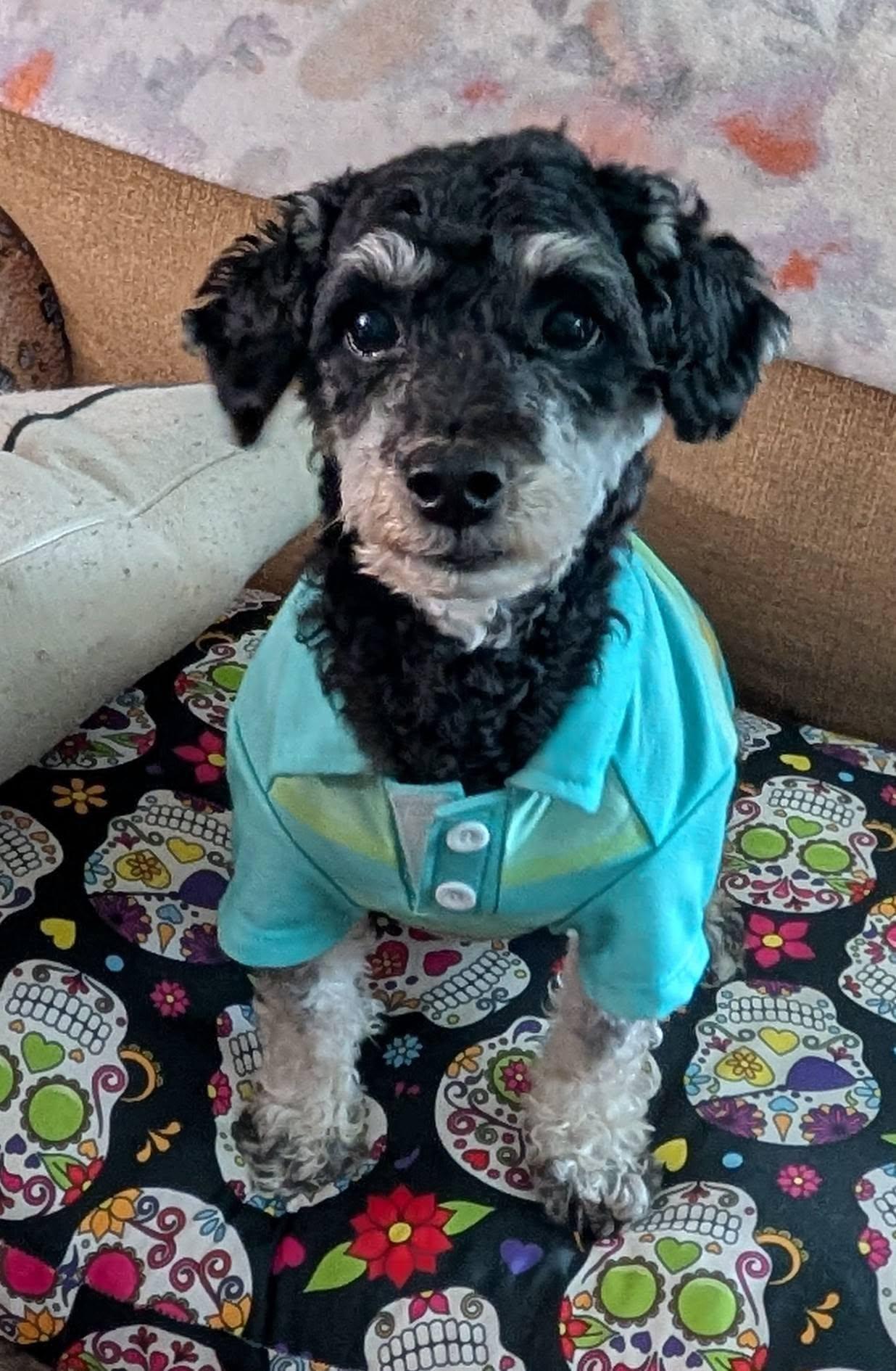Otis 4yr Adopted, Adopted, Young Male Poodle (Toy).