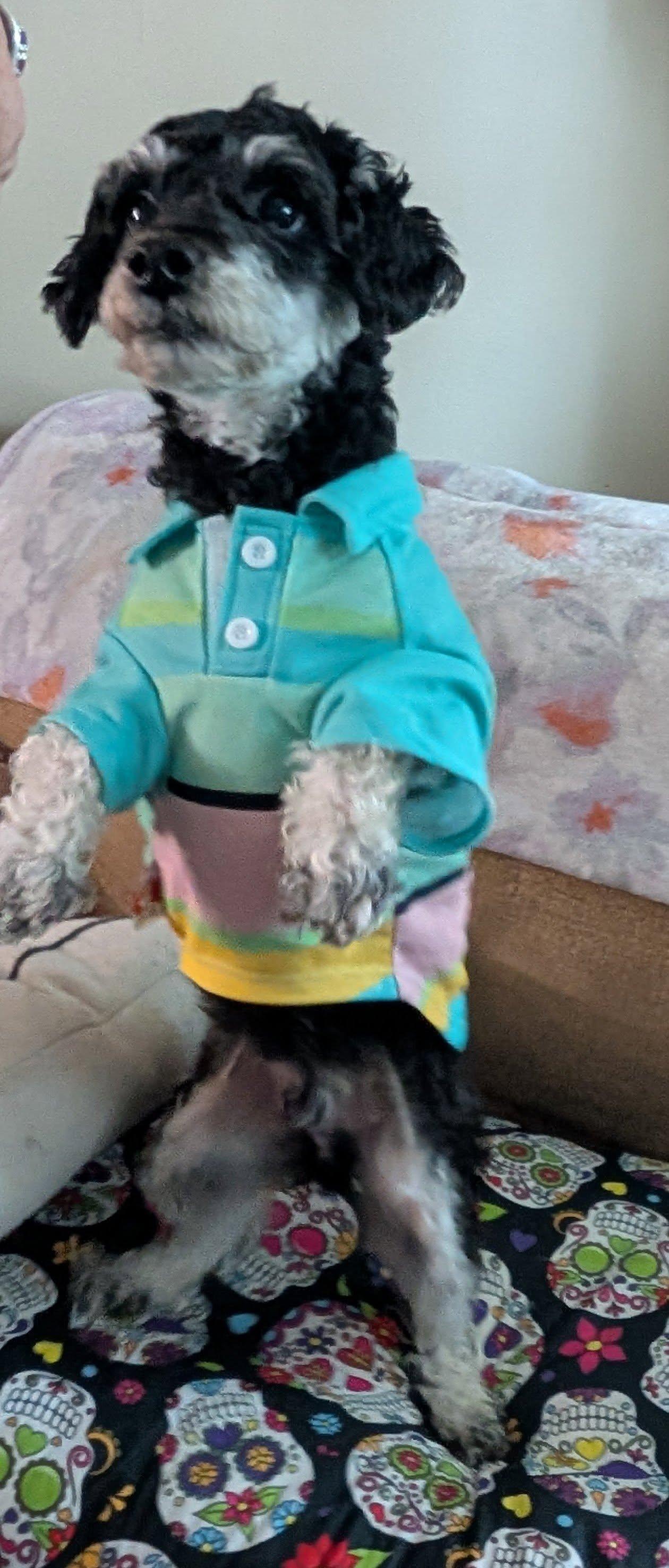 Enlarge Otis 4yr Adopted, a Adopted mixed breed in Mentor, OH image 3/3