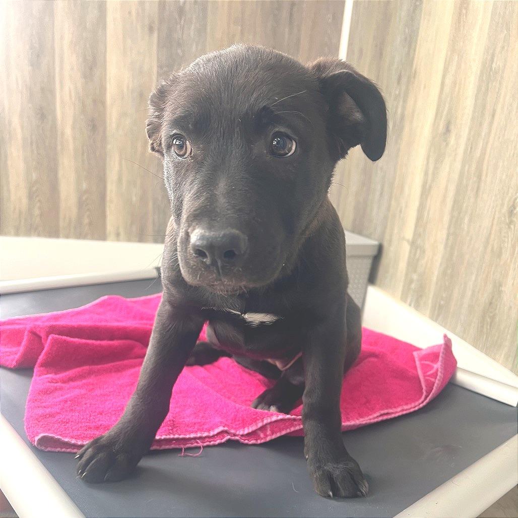 Ruby, Adoptable, Young Female German Shepherd Dog & Mixed Breed.