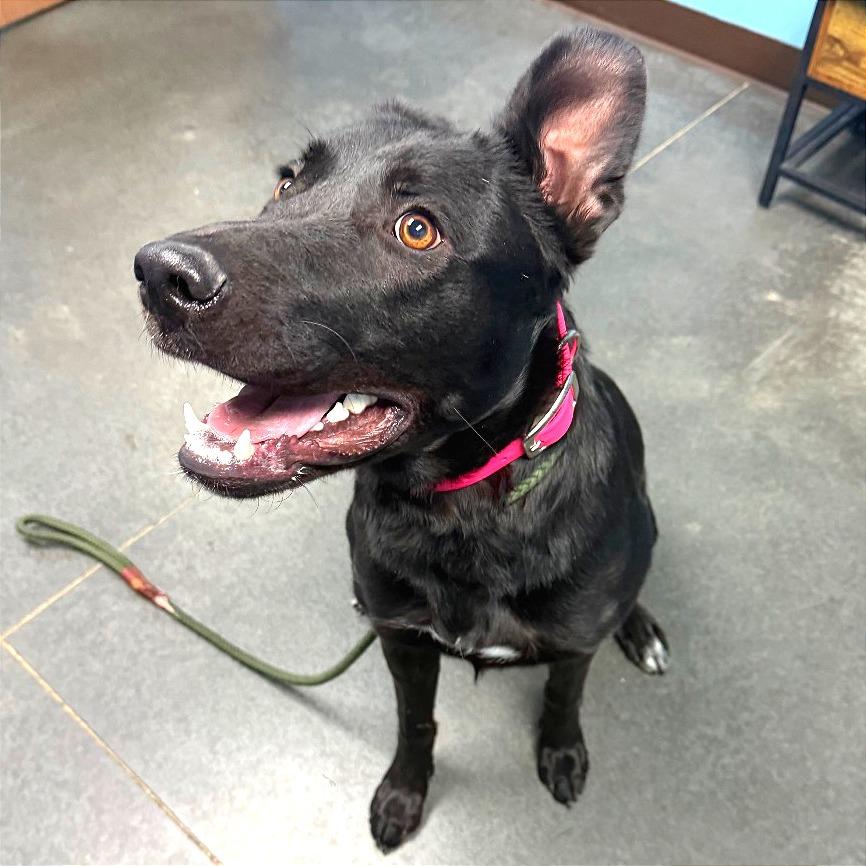 Enlarge Ruby, a Adoptable mixed breed in Idaho Falls, ID image 2/6