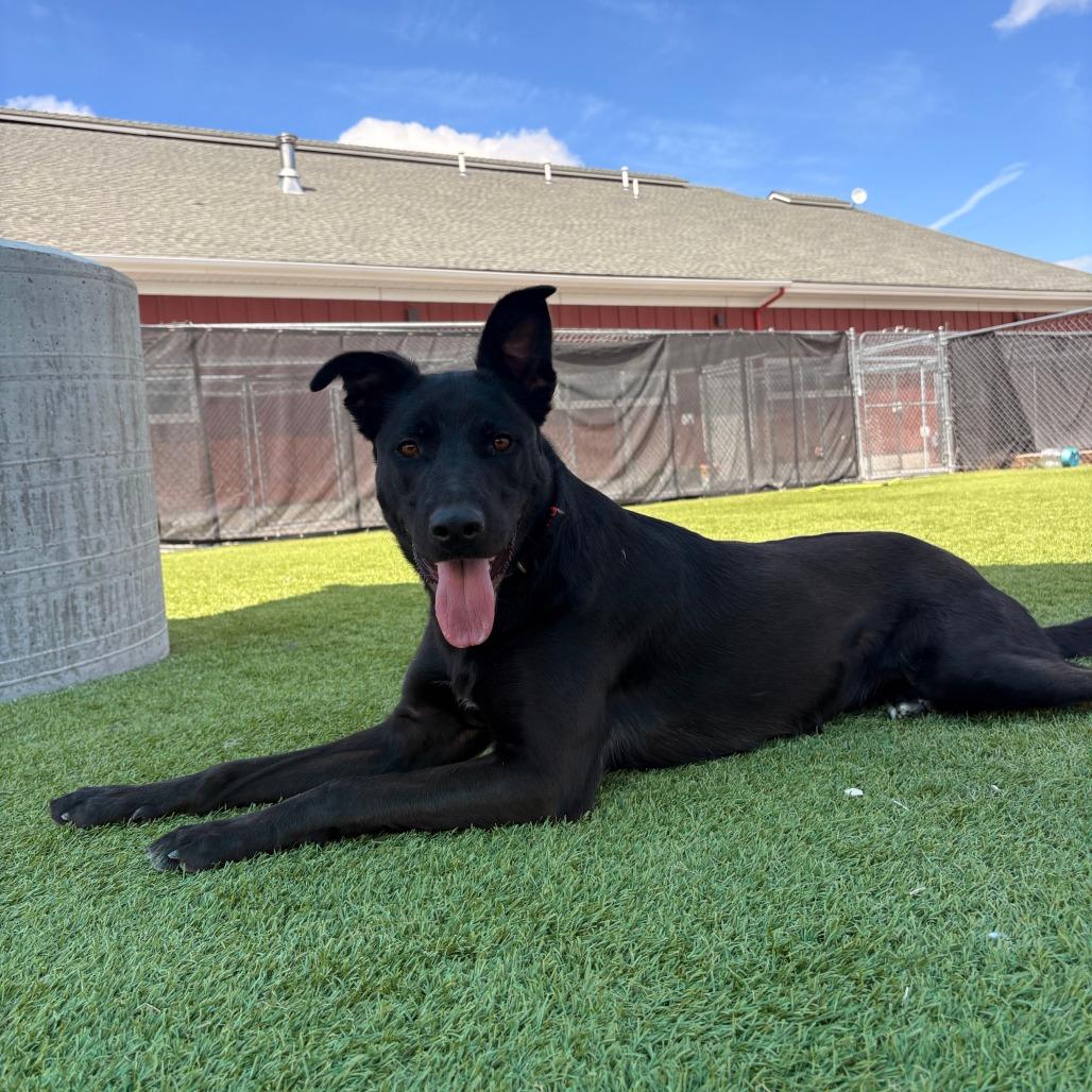 Enlarge Ruby, a Adoptable mixed breed in Idaho Falls, ID image 3/6