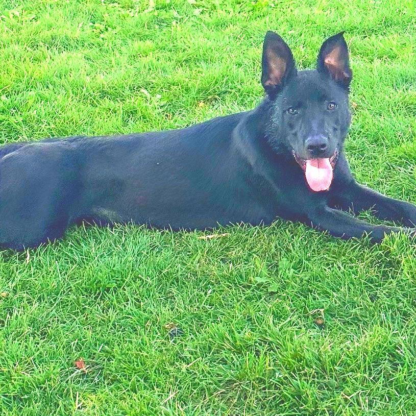 Enlarge Ruby, a Adoptable mixed breed in Idaho Falls, ID image 4/6