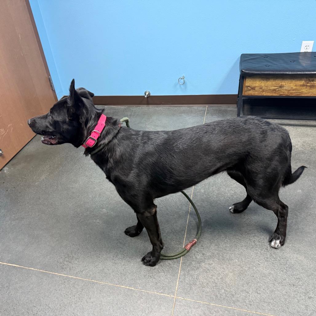 Enlarge Ruby, a Adoptable mixed breed in Idaho Falls, ID image 5/6