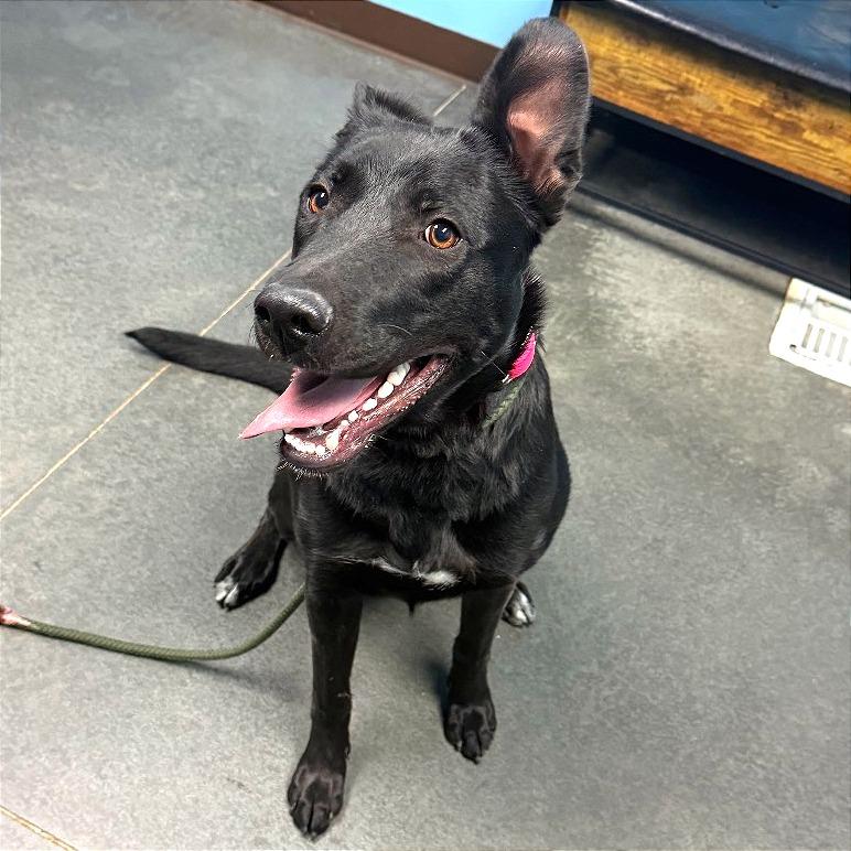 Enlarge Ruby, a Adoptable mixed breed in Idaho Falls, ID image 6/6