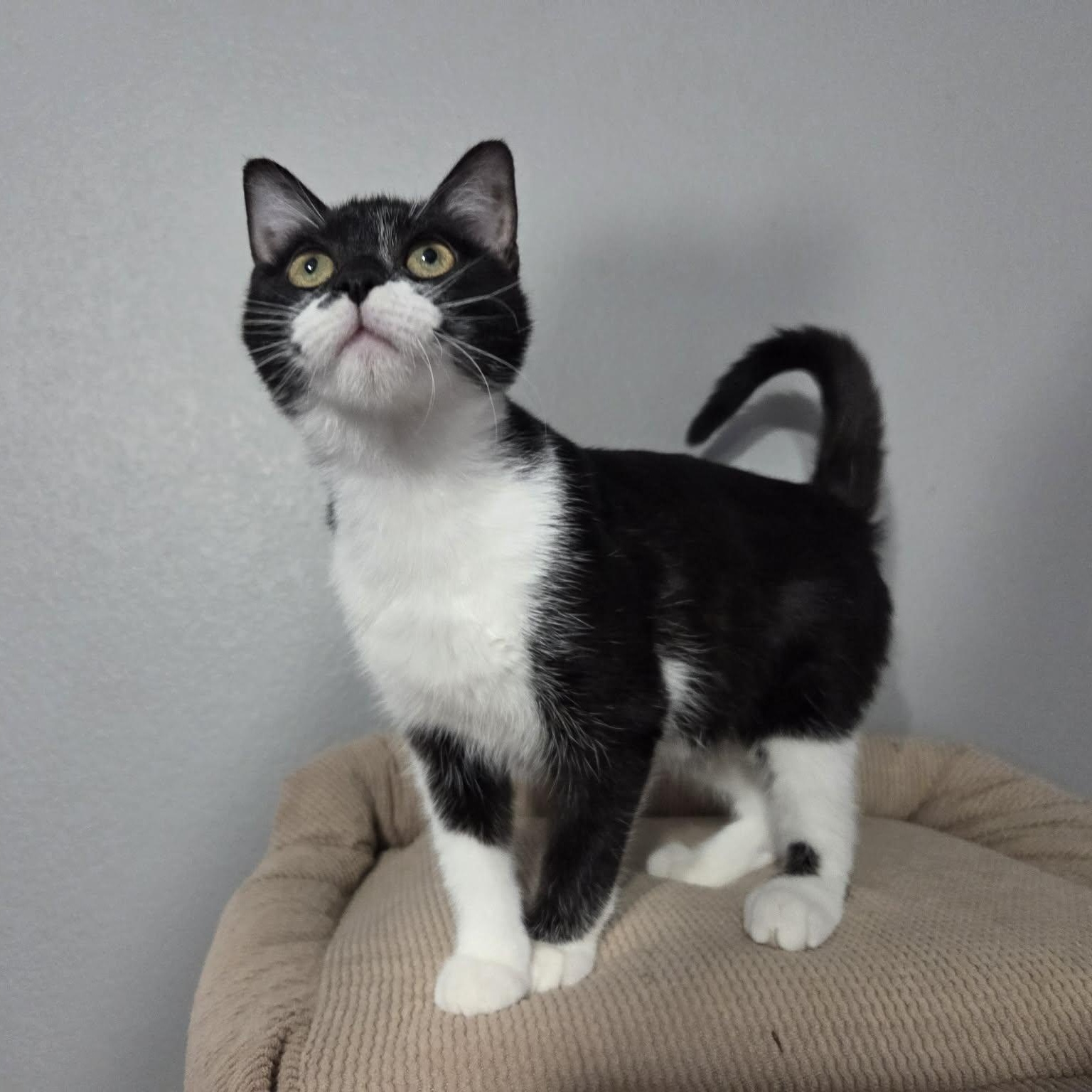 QUEST - FelV+, ADOPTABLE, Kitten Female Domestic Short Hair.