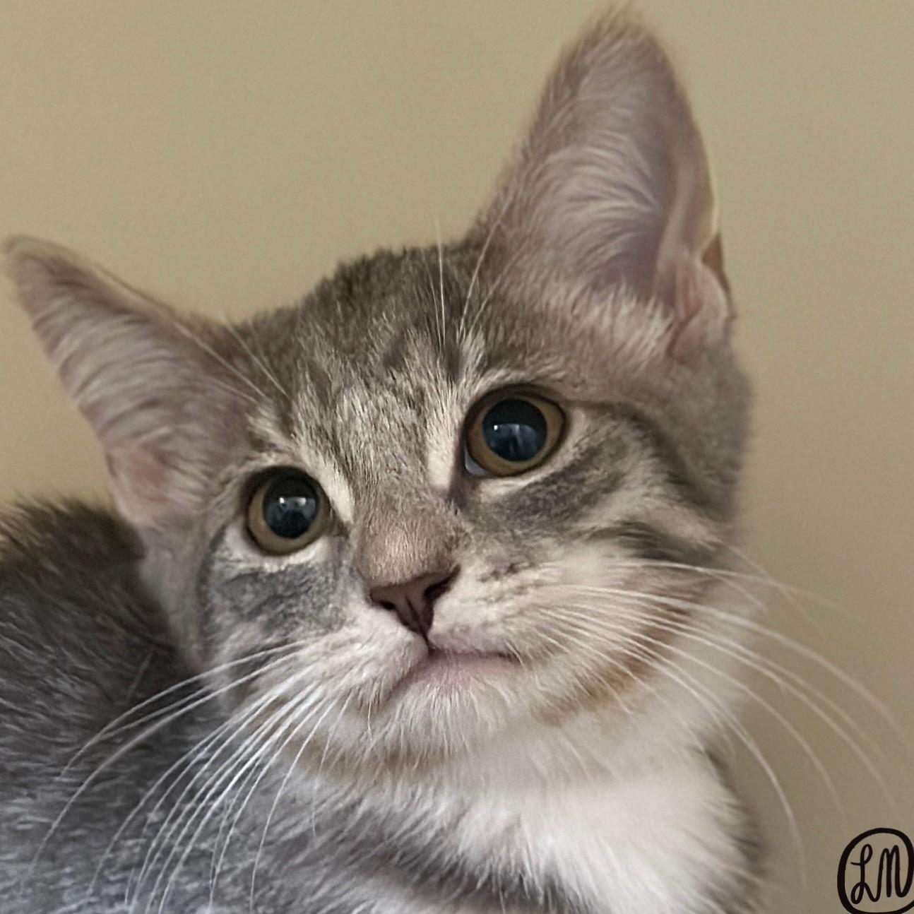 Enlarge Flower, a Adopted Domestic Short Hair in Victor, NY image 2/4