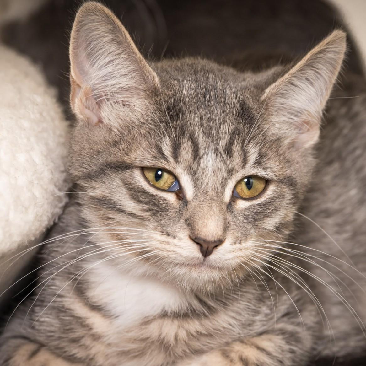 Flower, Adopted, Kitten Female Domestic Short Hair.