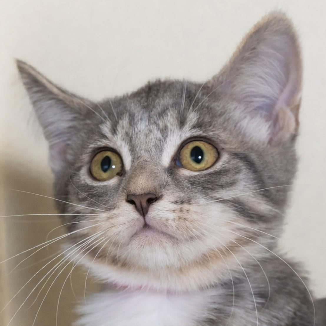Enlarge Flower, a Adopted Domestic Short Hair in Victor, NY image 4/4