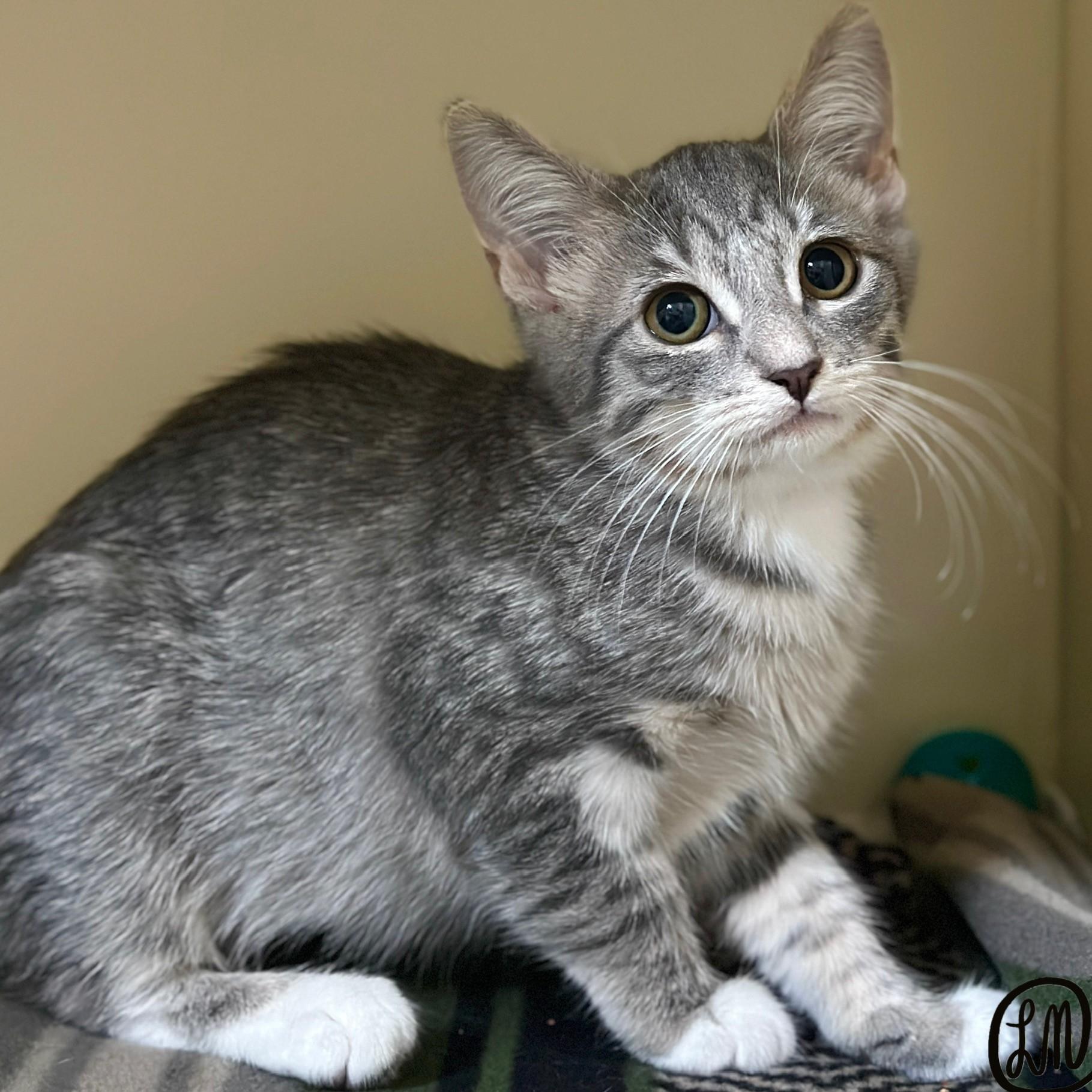 Enlarge Flower, a Adopted Domestic Short Hair in Victor, NY image 3/4