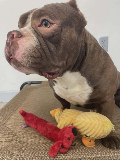 Enlarge Rocket, a Adoptable mixed breed in South Bend, IN image 1/2