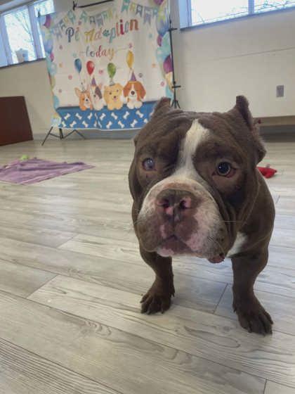 Enlarge Rocket, a Adoptable mixed breed in South Bend, IN image 2/2