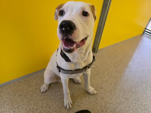 Enlarge LANDO, a Adoptable mixed breed in Ames, IA image 1/1