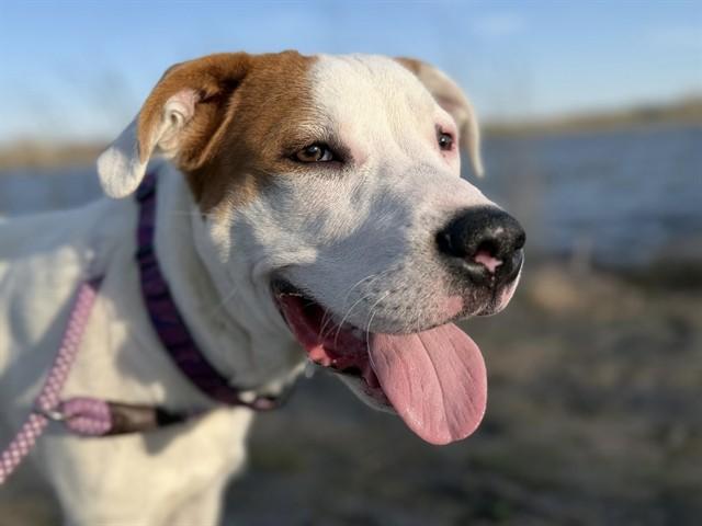 Enlarge LANDO, a Adoptable mixed breed in Ames, IA image 1/1