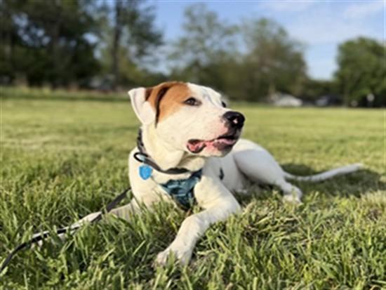 LANDO, Adoptable, Young Male Pointer & American Bulldog.