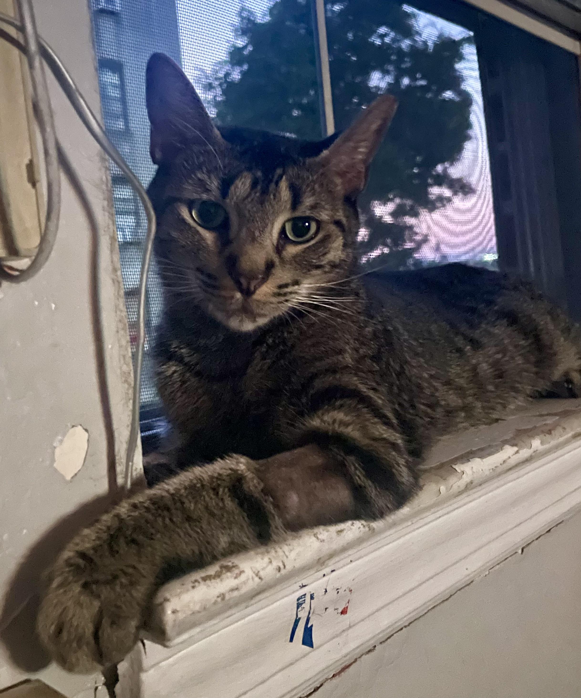 MARVELOUS MARIPOSA N., a Adoptable Domestic Short Hair in New York, NY image 6/6