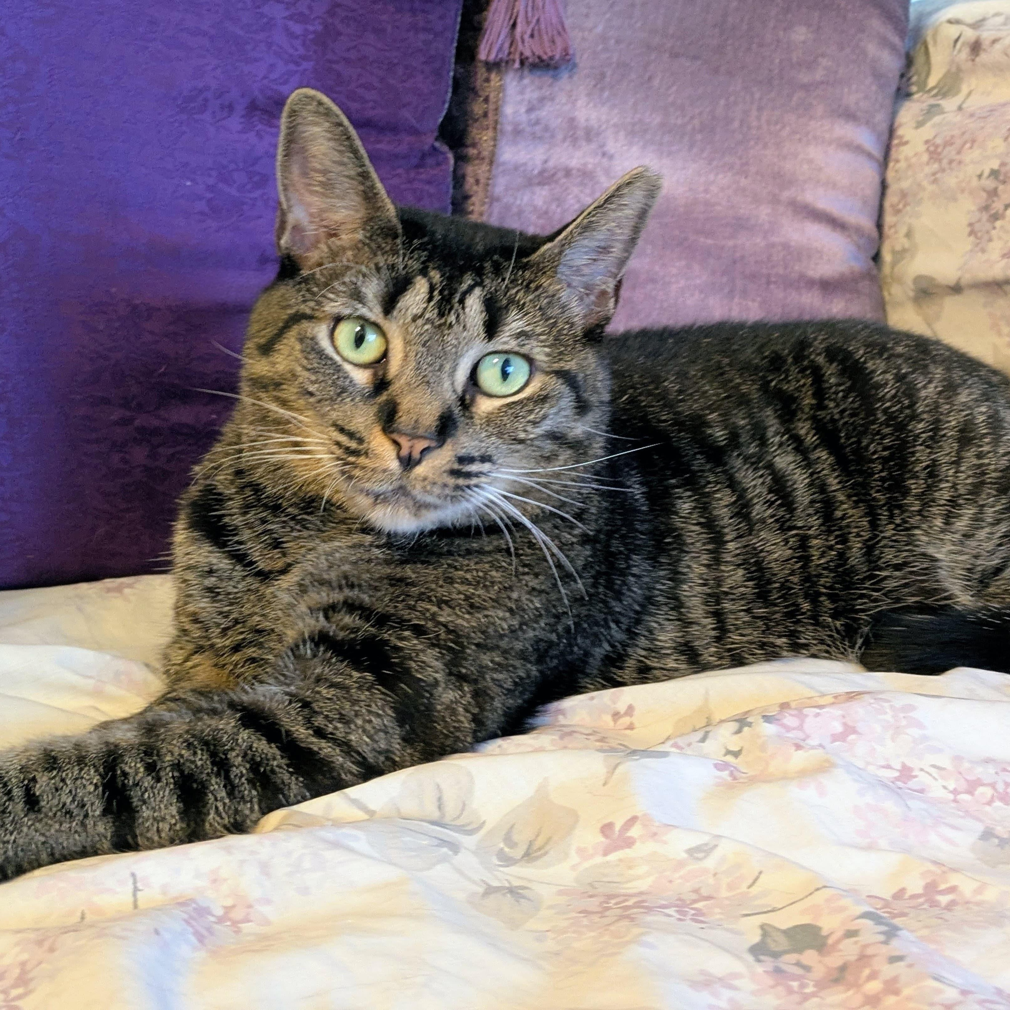 Enlarge MARVELOUS MARIPOSA N., a Adoptable Domestic Short Hair in New York, NY image 3/5