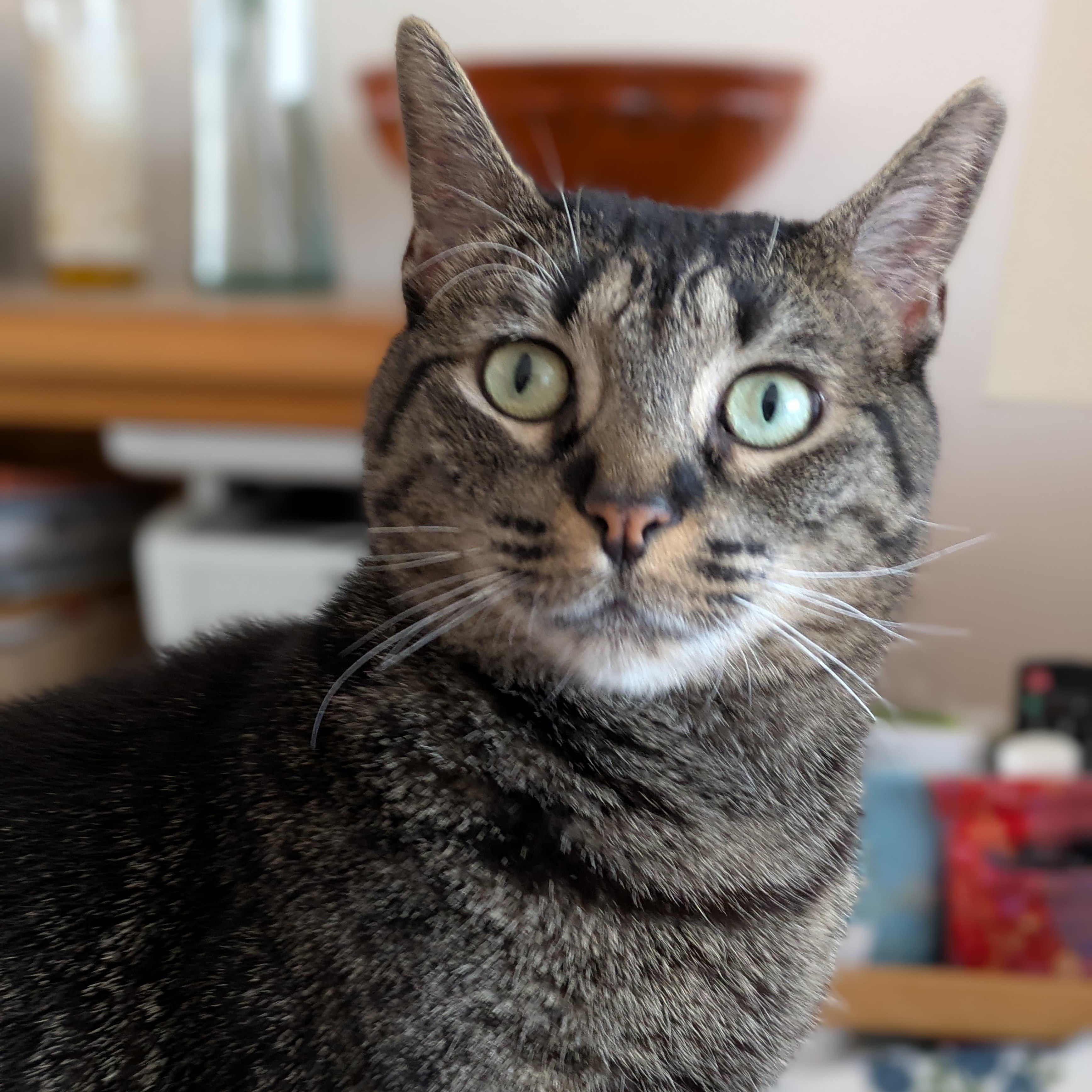 Enlarge MARVELOUS MARIPOSA N., a Adoptable Domestic Short Hair in New York, NY image 2/5