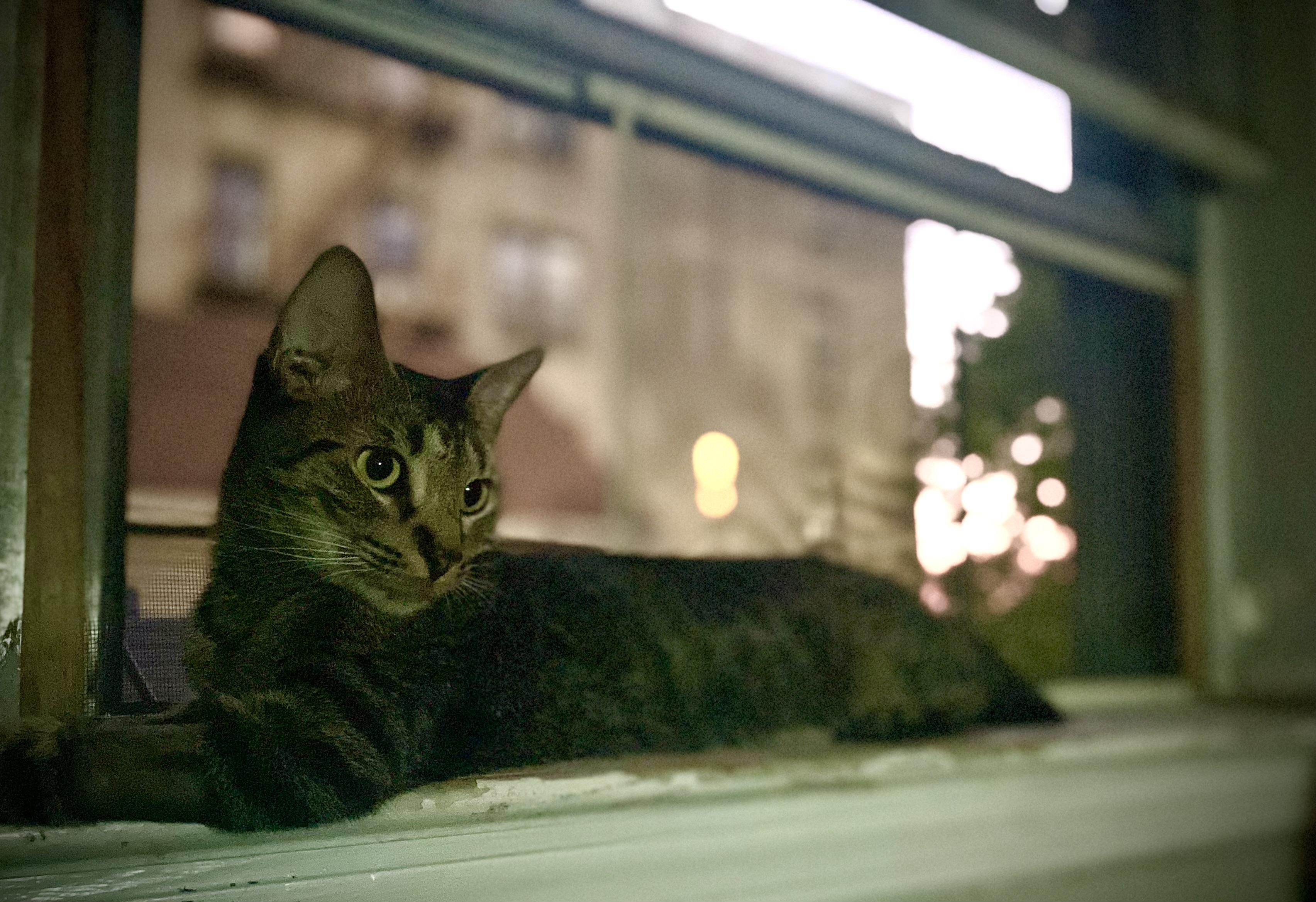MARVELOUS MARIPOSA N., a Adoptable Domestic Short Hair in New York, NY image 3/6