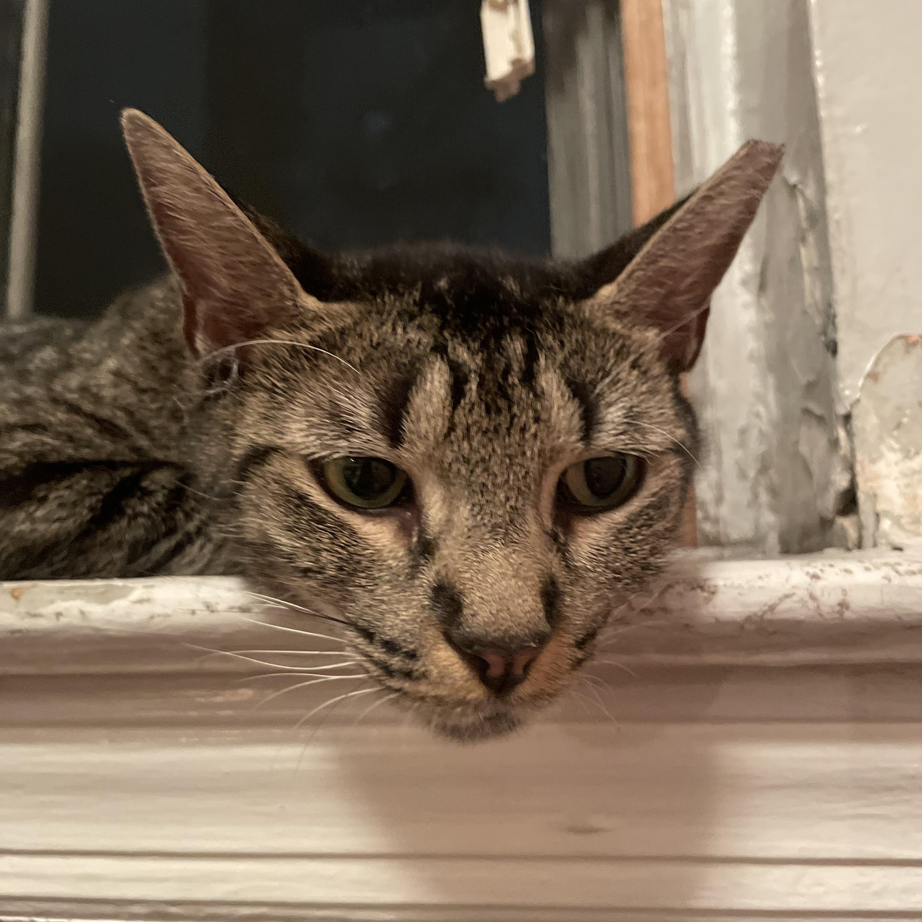 MARVELOUS MARIPOSA N., Adoptable, Adult Female Domestic Short Hair.