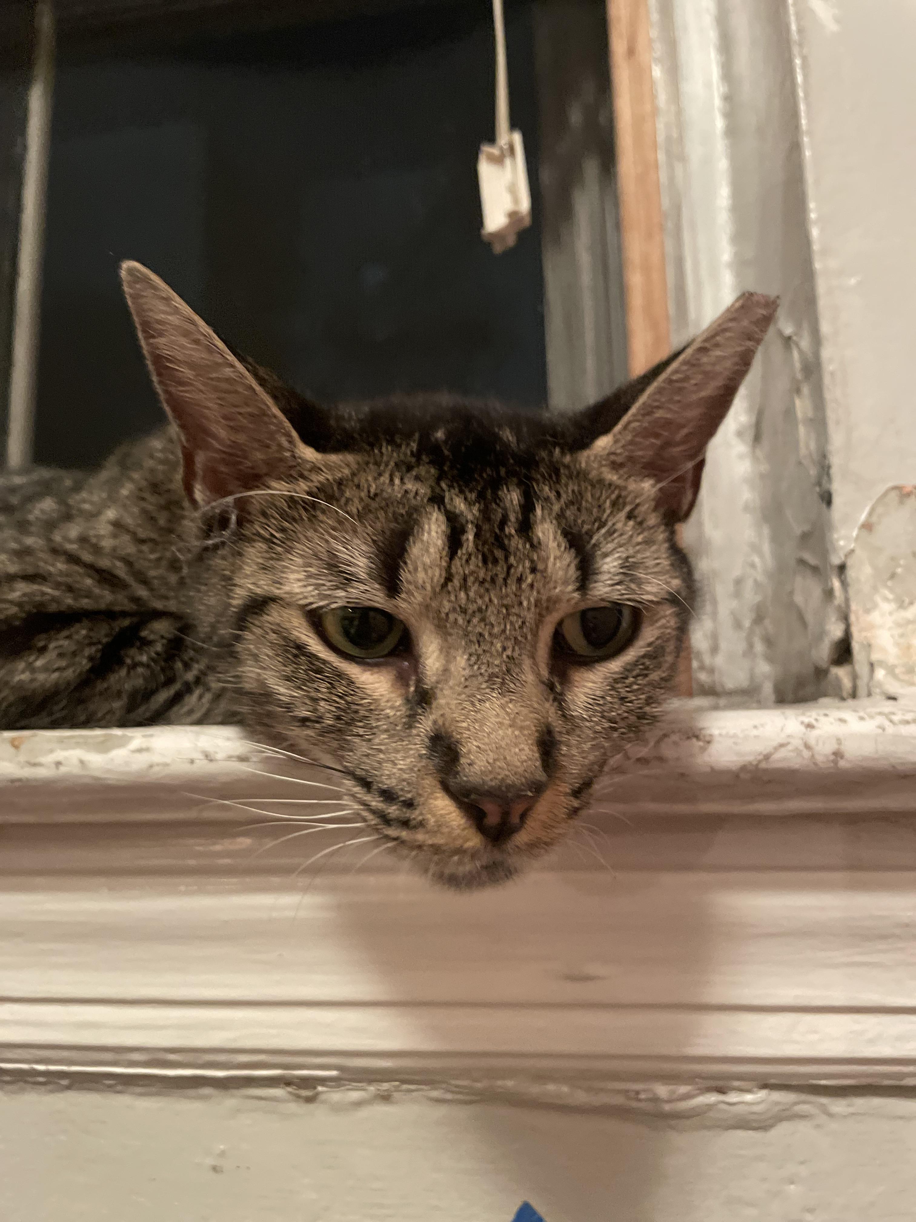 MARVELOUS MARIPOSA N.