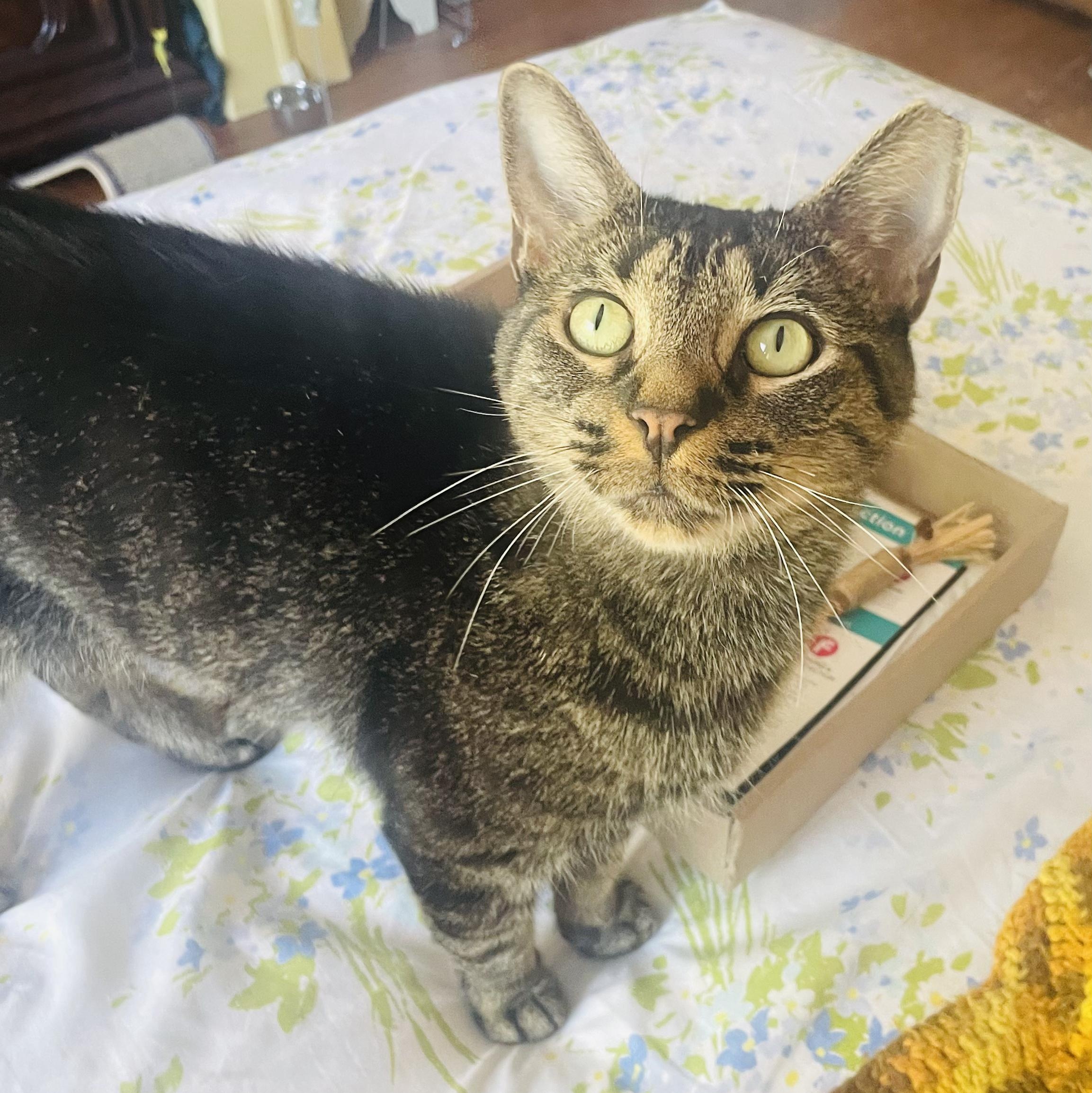 Enlarge MARVELOUS MARIPOSA N., a Adoptable Domestic Short Hair in New York, NY image 5/5