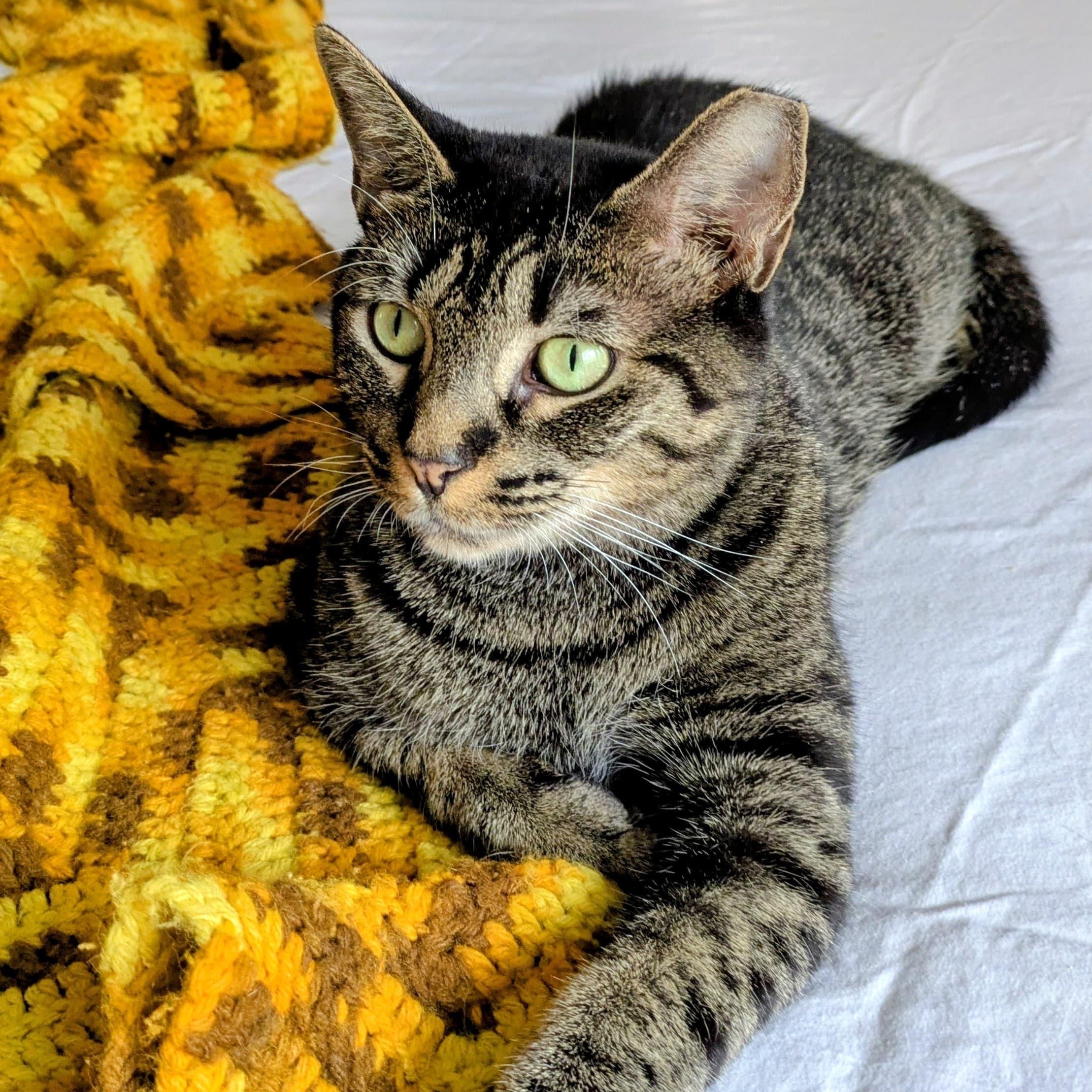 Enlarge MARVELOUS MARIPOSA N., a Adoptable Domestic Short Hair in New York, NY image 4/5