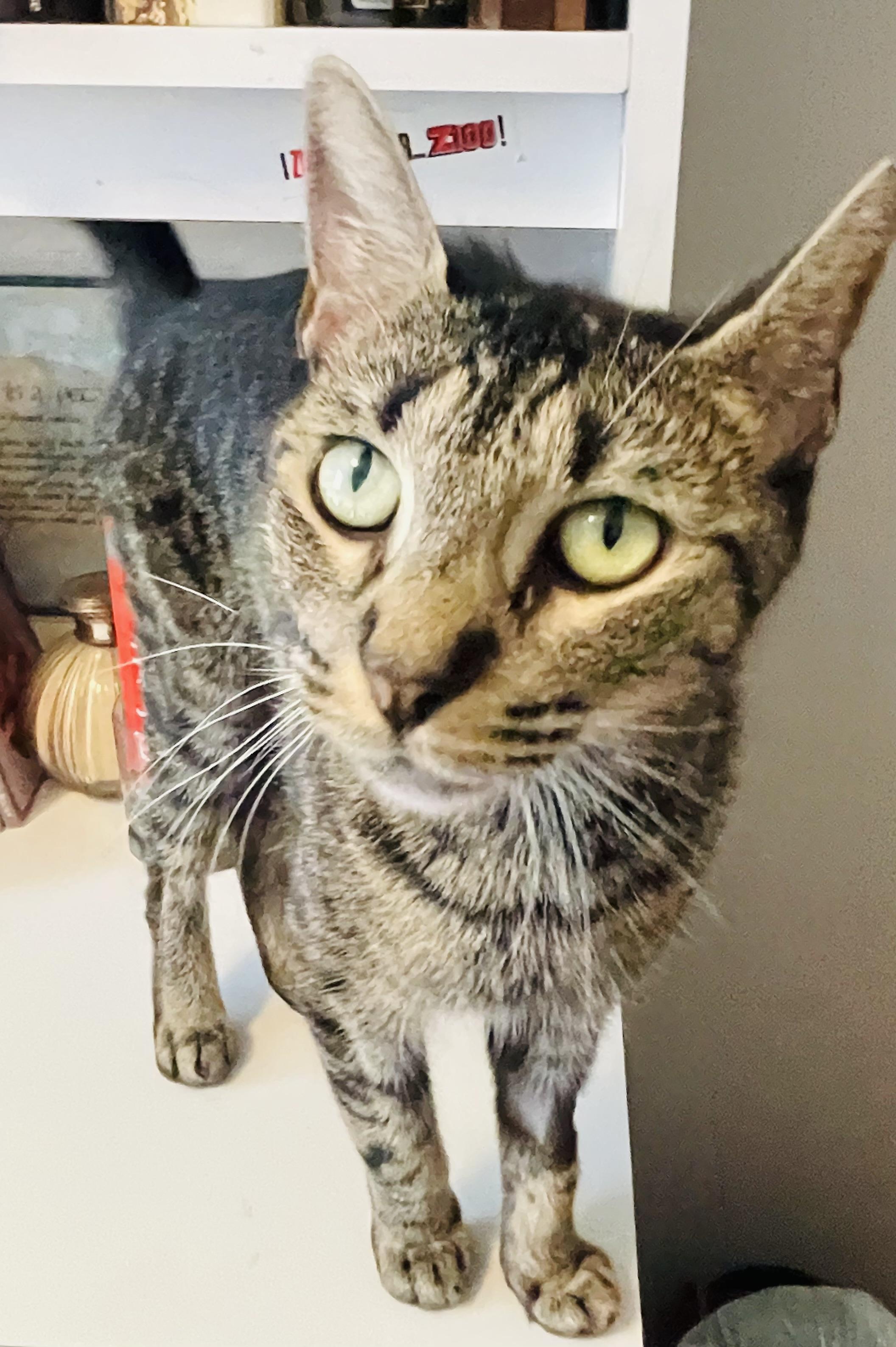 MARVELOUS MARIPOSA N., a Adoptable Domestic Short Hair in New York, NY image 5/6