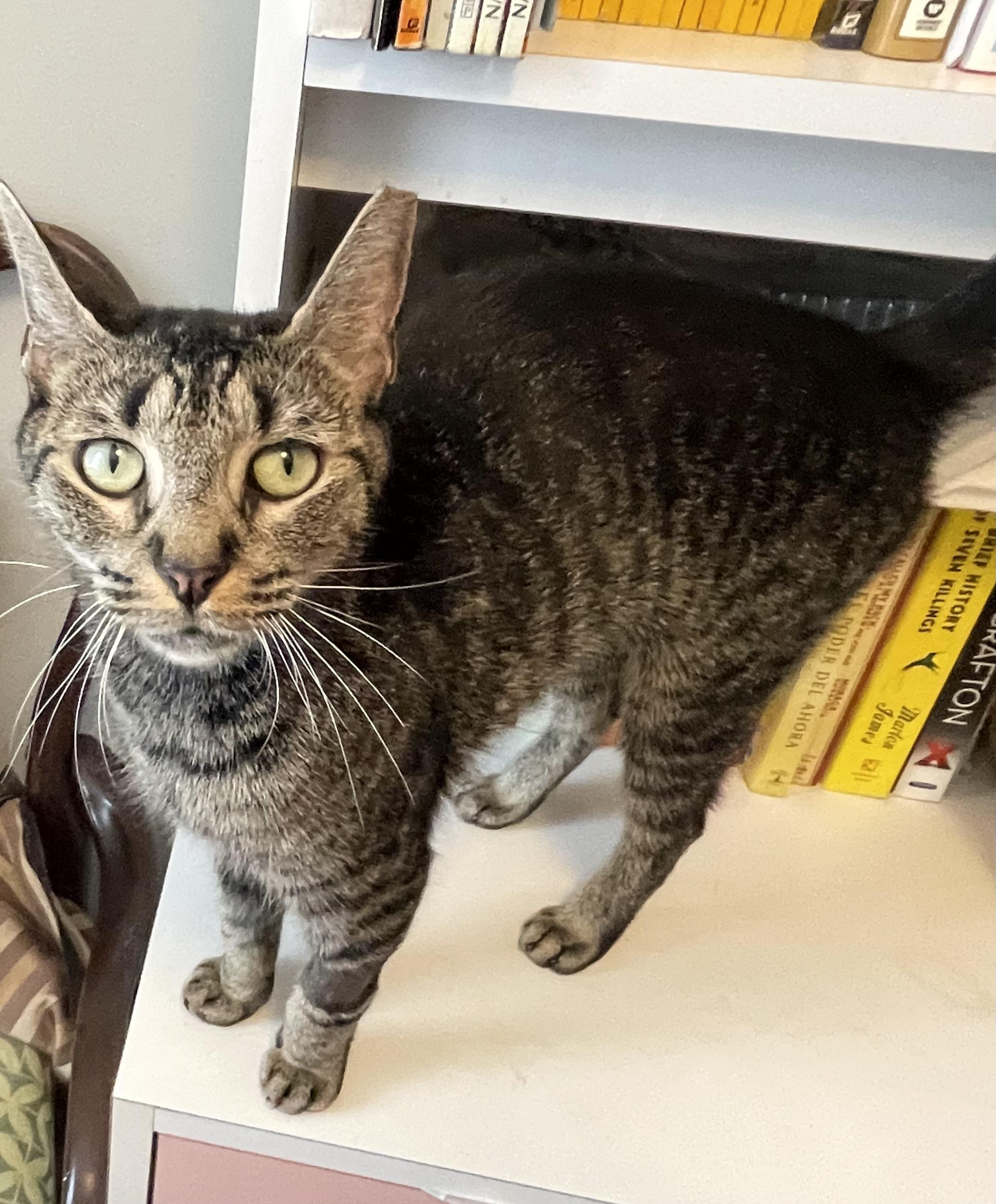 MARVELOUS MARIPOSA N., a Adoptable Domestic Short Hair in New York, NY image 2/6