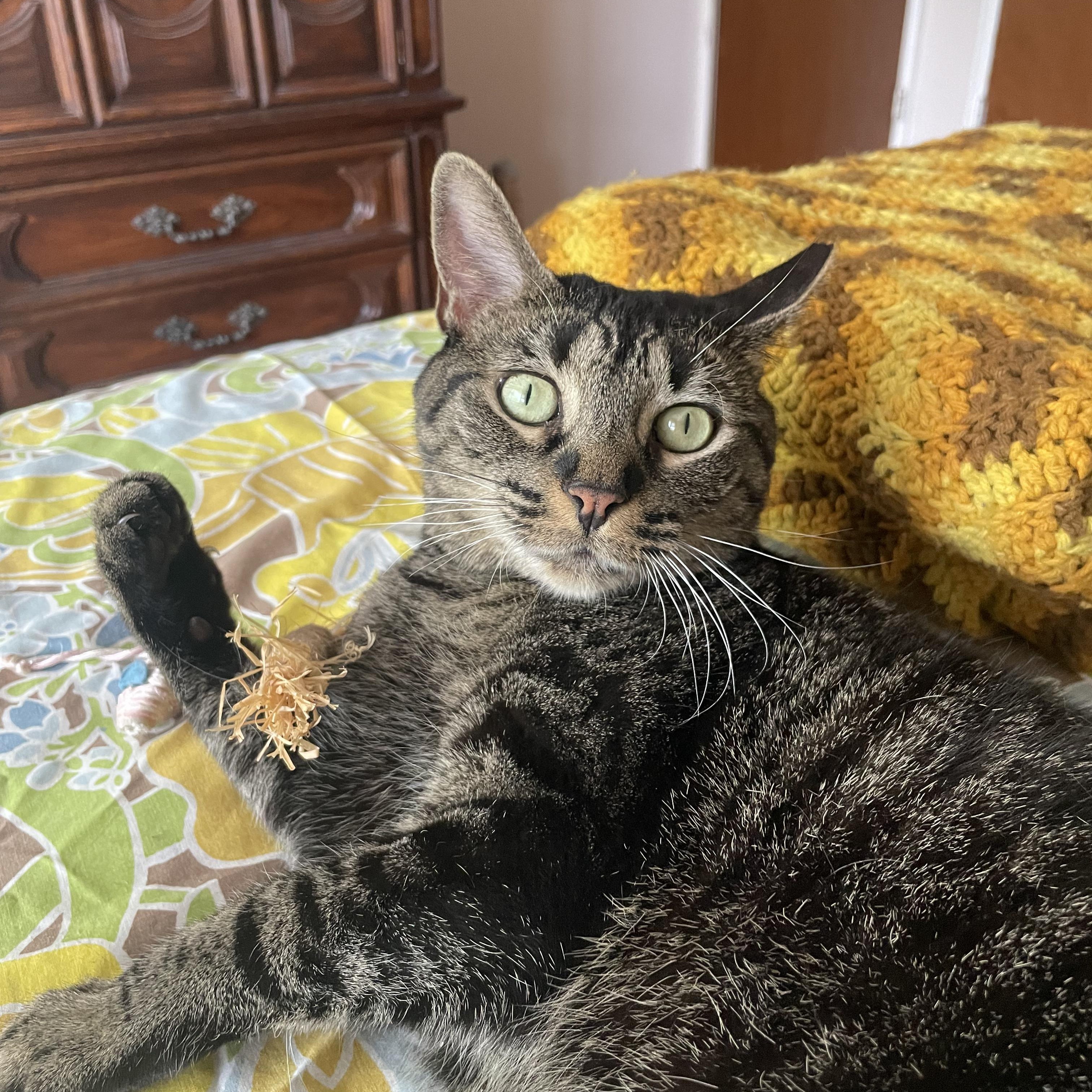 MARVELOUS MARIPOSA N., Adoptable, Adult Female Domestic Short Hair.