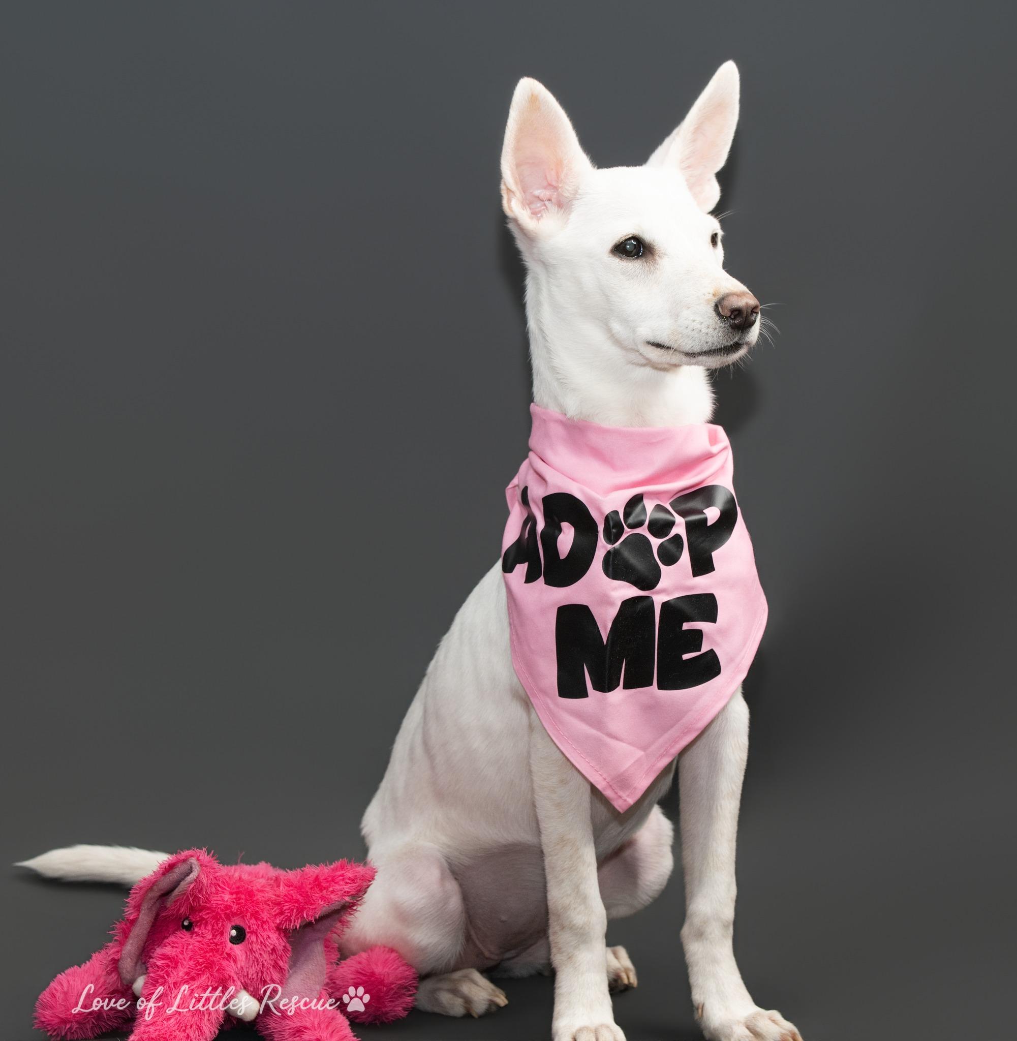 Enlarge Atena, a ADOPTABLE mixed breed in Heiskell, TN image 6/6