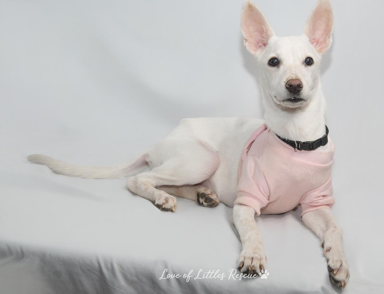 Atena, ADOPTABLE, Young Female Terrier & Mixed Breed.