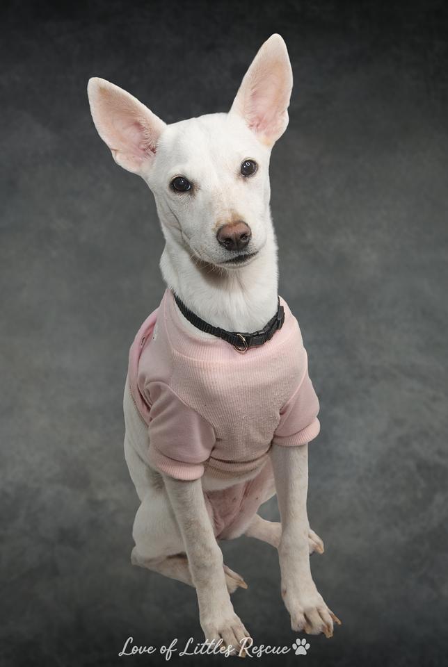 Enlarge Atena, a ADOPTABLE mixed breed in Heiskell, TN image 2/6