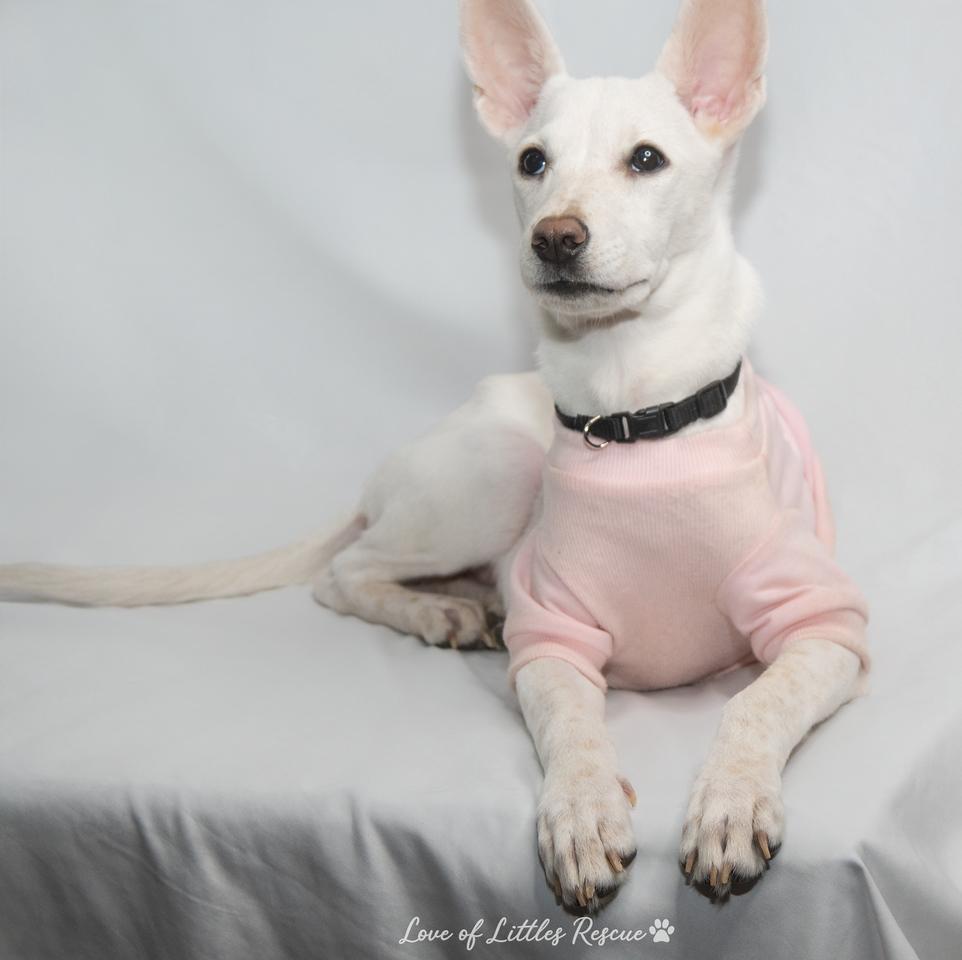 Enlarge Atena, a ADOPTABLE mixed breed in Heiskell, TN image 3/6