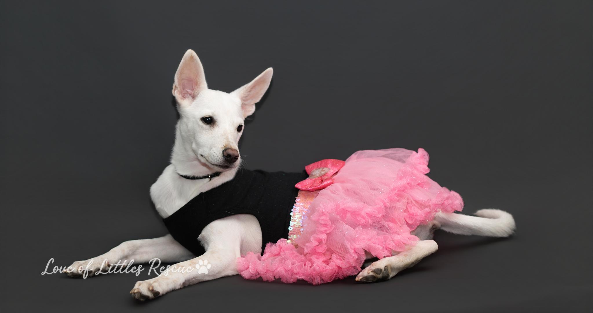 Enlarge Atena, a ADOPTABLE mixed breed in Heiskell, TN image 4/6