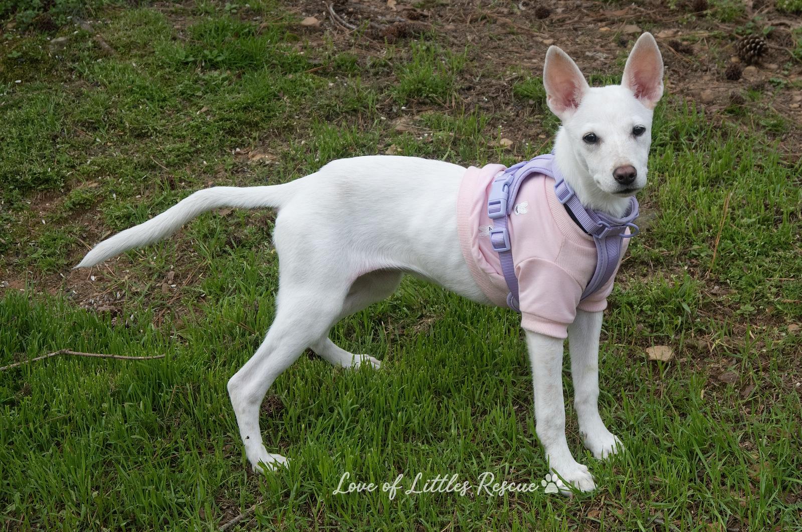 Enlarge Atena, a ADOPTABLE mixed breed in Heiskell, TN image 5/6