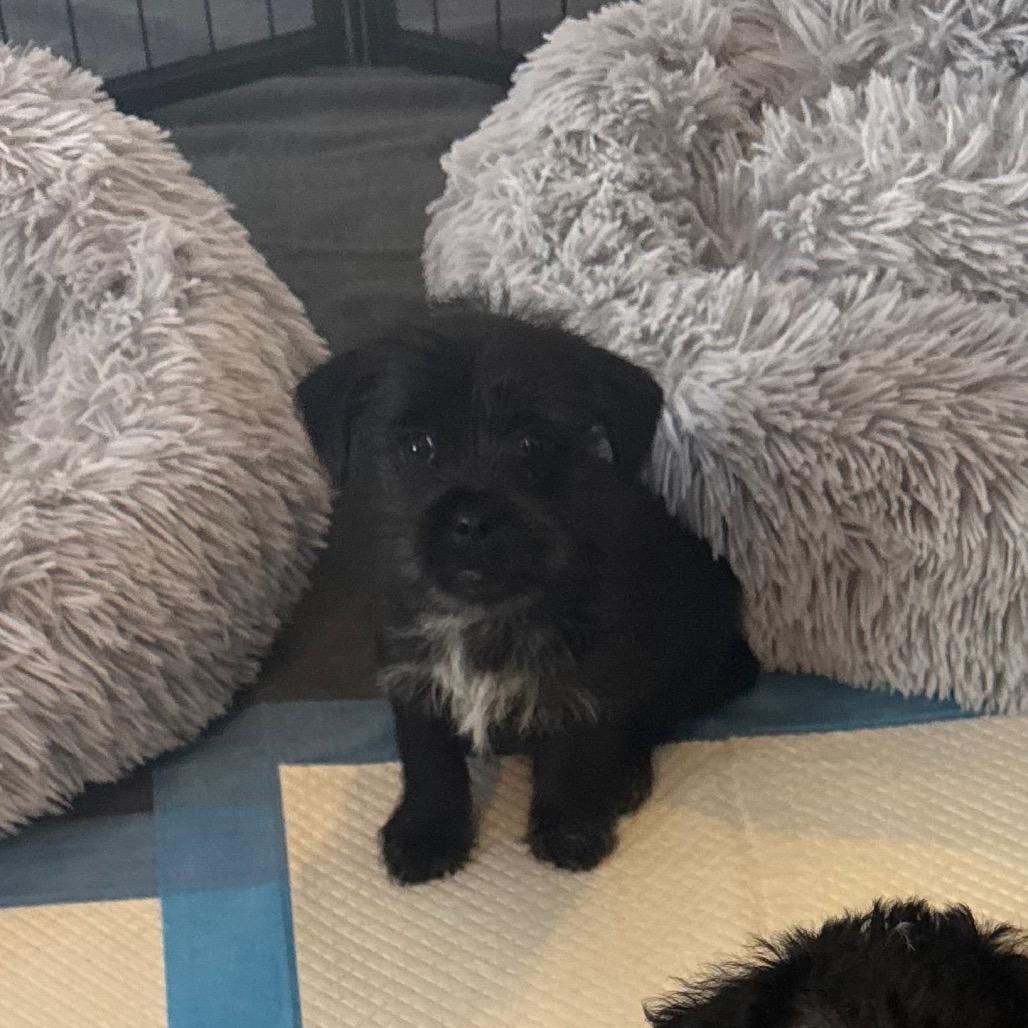 Chico, Adoptable, Puppy Male Shih Tzu & Maltese.